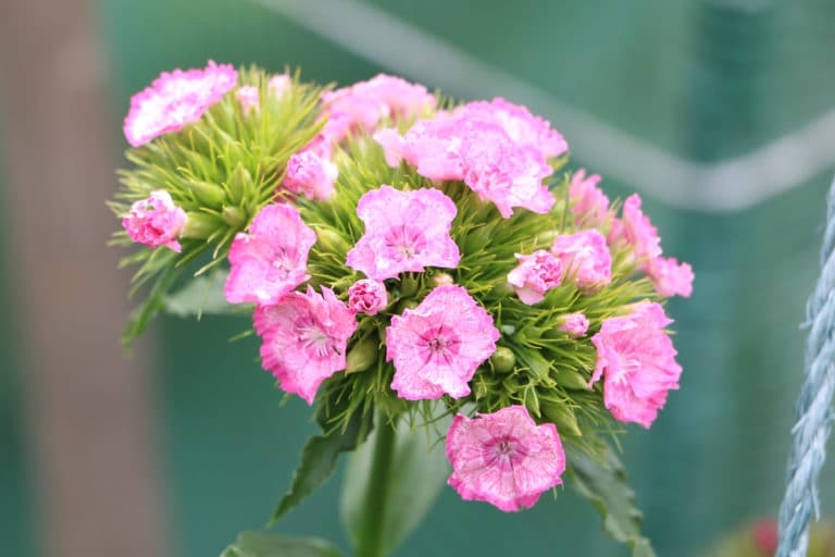 Blumenarten: Alle Blumensorten von A-Z im Überblick - Gartenrat.de