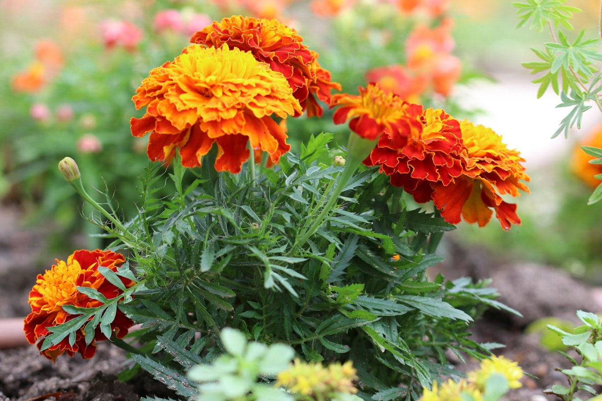 Studentenblume - Tagetes