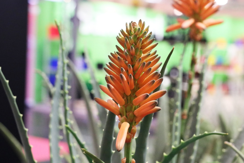 Baum-Aloe - Aloe arborescens