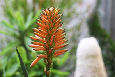 Baum-Aloe - Aloe arborescens