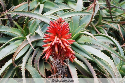 Baum-Aloe - Aloe arborescens