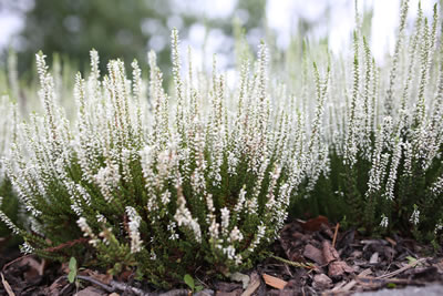 Heidekraut weiss