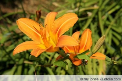 Lilium bulbiferum