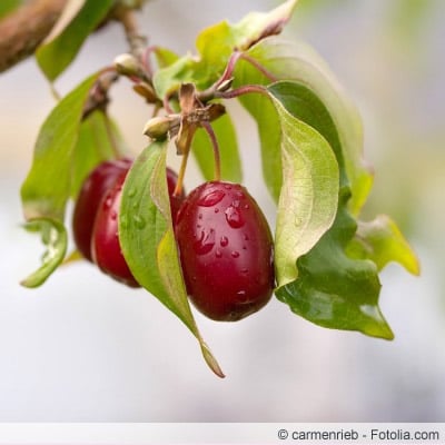 Cornus mas frucht