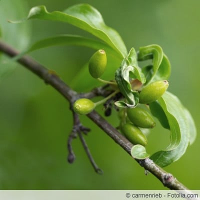 Cornus mas