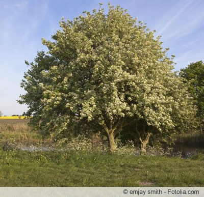 Mehlbeeren Baum