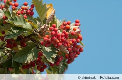 Mehlbeeren am Zweig