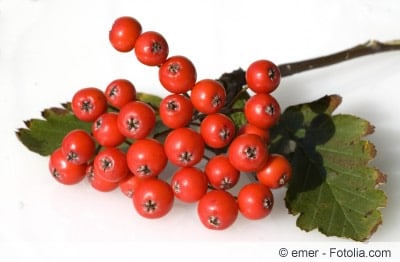 Sorbus Beeren ernten