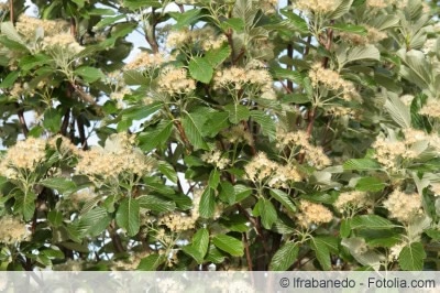 Mehlbeeren Blüte