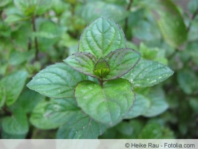 Mentha piperita var. Citrata Orangina