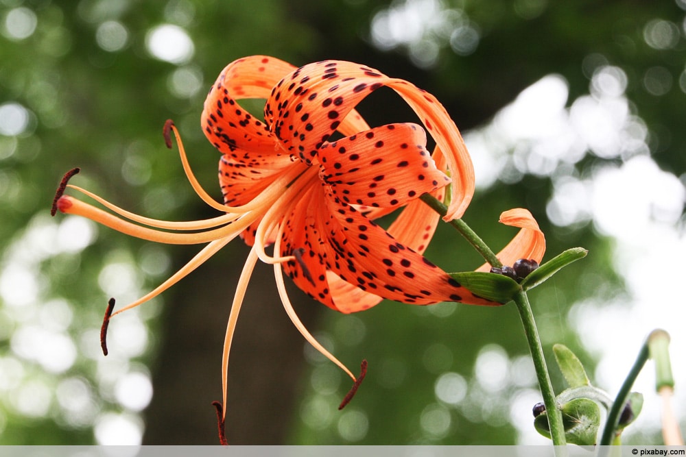 Tigerlilie - Lilium lancifolium