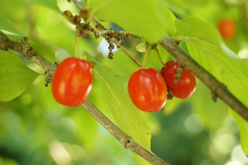 Kornelkirsche - Cornus mas