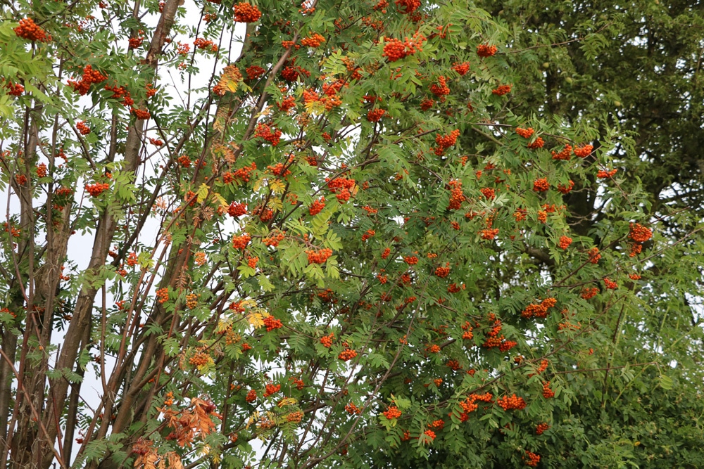 Mehlbeere - Vogelbeere - Eberesche - Sorbus