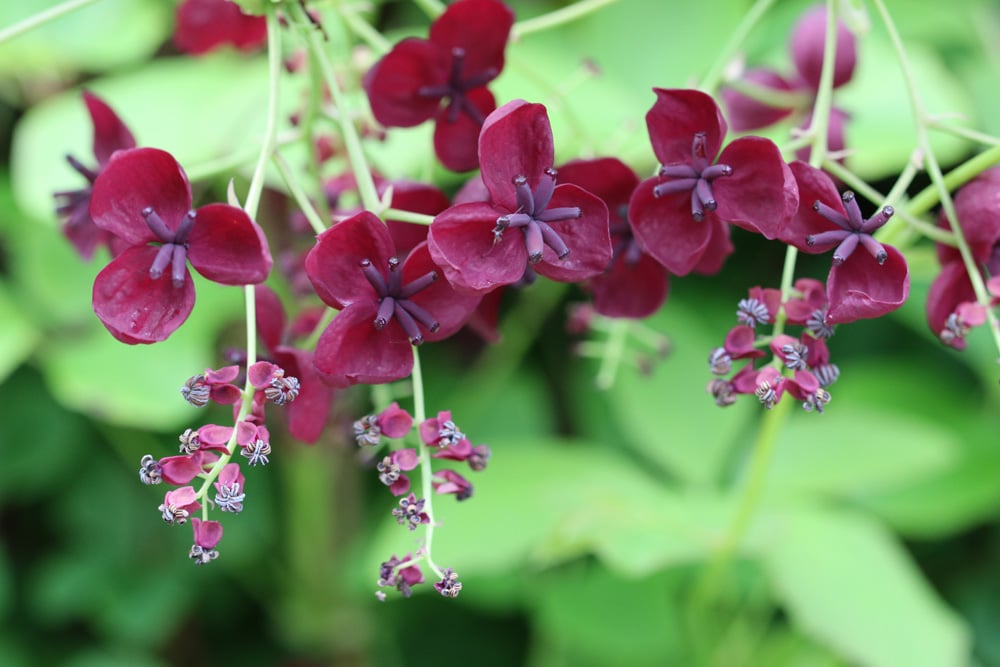 Schokoladenwein - Fingerblättrige Akebie - Akebia quinata