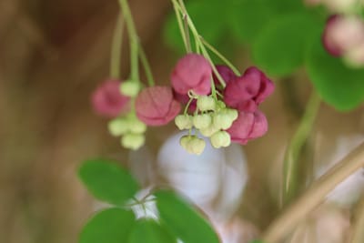 Schokoladenwein - Fingerblättrige Akebie - Akebia quinata 