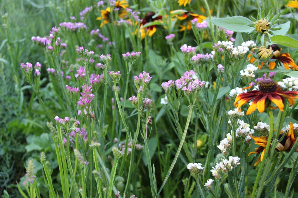 Strandflieder - Limonium