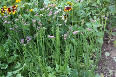 Strandflieder - Limonium