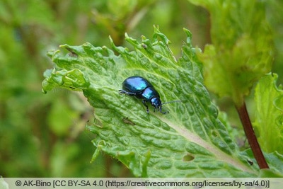 Minzblattkaefer - Chrysolina Coerulans