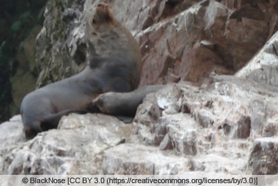 Seelöwe auf Felsen voller Guano