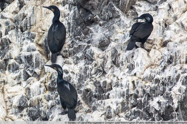 Was ist GuanoDünger? Zusammensetzung und Anwendung Gartenrat.de