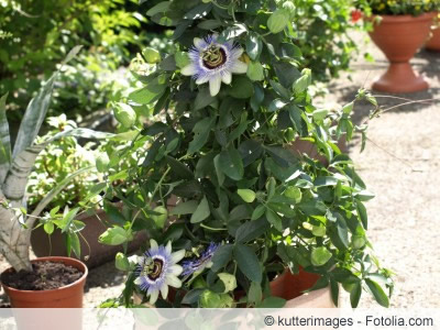 Passiflora im Topf