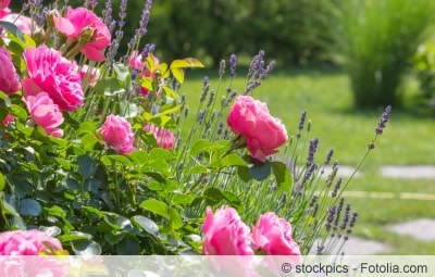 Rosen im Garten