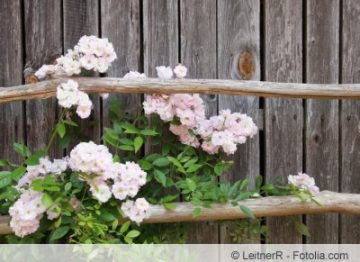 Rosen richtig düngen Kaffeesatz, Hornspäne, Blaukorn & Co Gartenrat.de