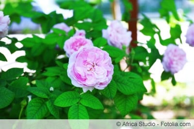 Rosen düngen für volle Blüten