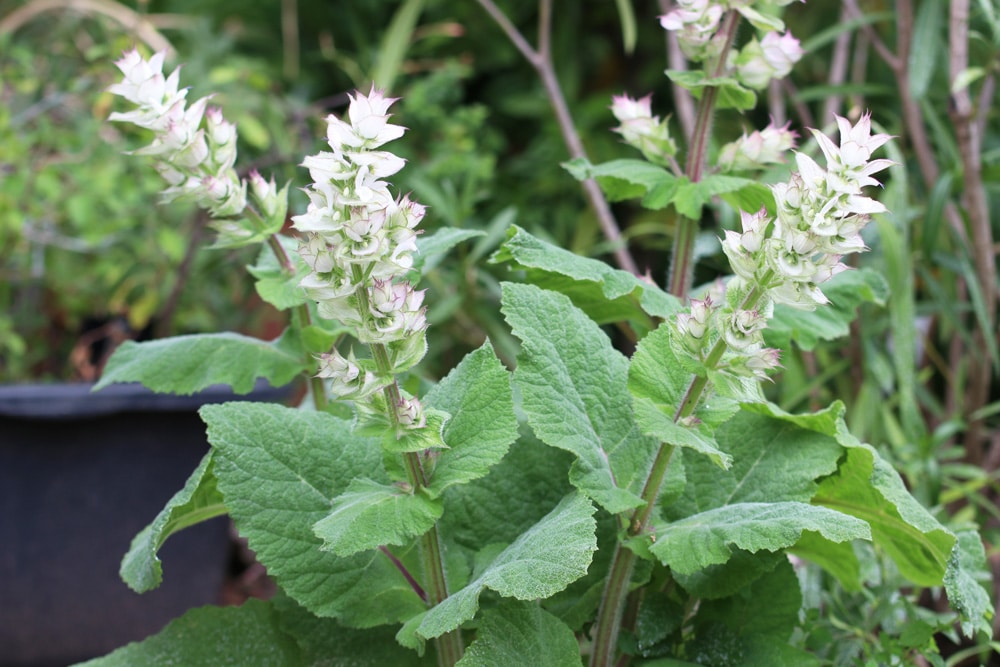 Muskatellersalbei - Salvia sclarea