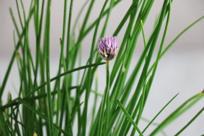 Schnittlauchhalme mit einzelner Blüte im Topf