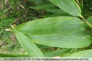Ist Bambus winterhart? das ist zu beachten! Gartenrat.de