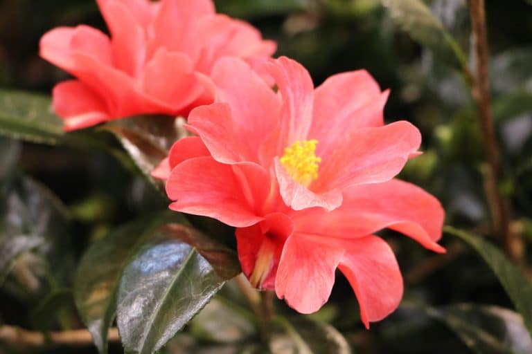 Ist die Kamelie im Topf/Garten winterhart? Gartenrat.de