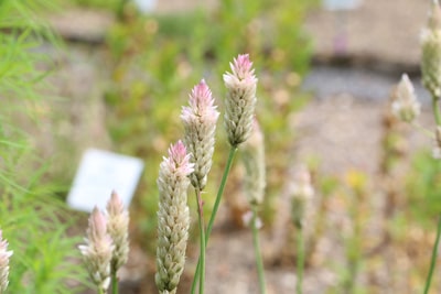 Federbusch - Celosia