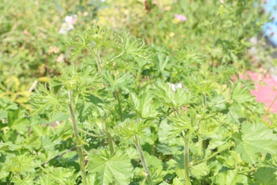 Wilde Malve - Malva sylvestris