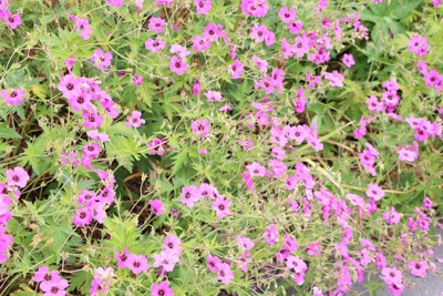 Wilde Malve - Malva sylvestris