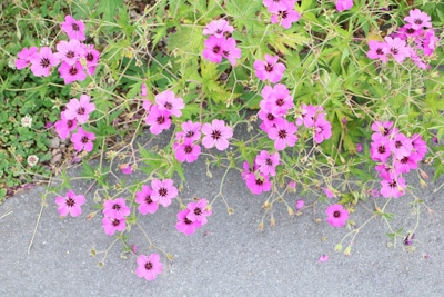 Wilde Malve - Malva sylvestris