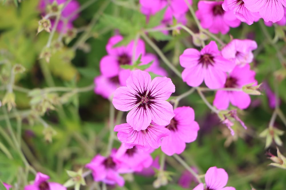 Wilde Malve - Malva sylvestris