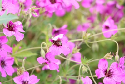 Wilde Malve - Malva sylvestris