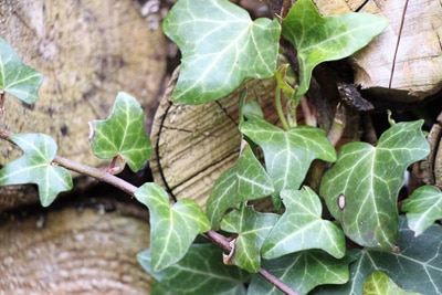 Efeu - Hedera Helix