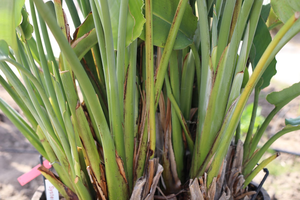 Paradiesvogelblume - Strelizie - Strelitzia reginae