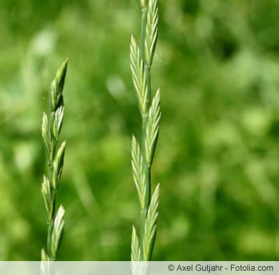 gras weidelgras