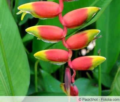 Heliconia