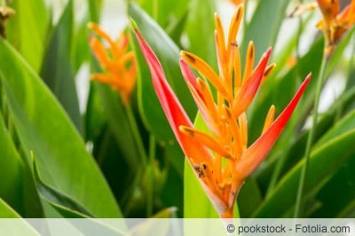 Heliconia psittacorum