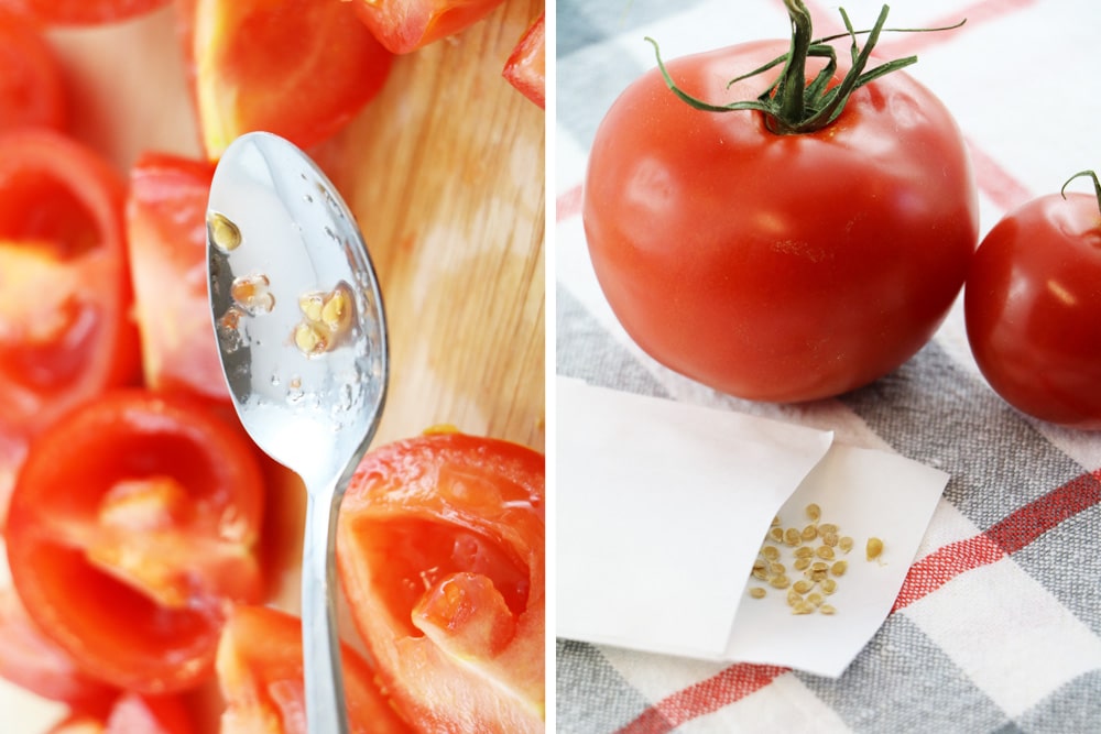 Tomatensamen gewinnen