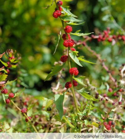 Blitum capitatum