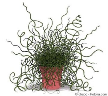 Liebeslocken Juncus Effusus Spiralis Pflege Und Schneiden liebeslocken-juncus-effusus-spiralis-pflege-und-schneiden
