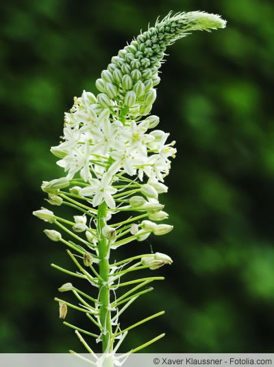 Blüte der Heilzwiebel