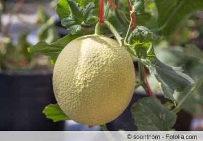 Zuckermelonen anbauen