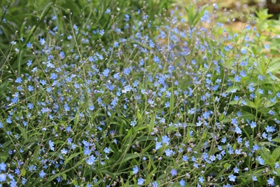 Gedenkemein - Omphalodes verna