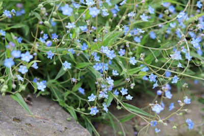 Gedenkemein - Omphalodes verna